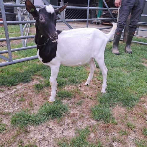 stamboek bonte bok te koop CAE en CL vrij, Dieren en Toebehoren, Schapen, Geiten en Varkens, Geit, Mannelijk, 0 tot 2 jaar