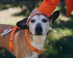 Garik, een klein hondje, zoekt een thuis, Dieren en Toebehoren, Honden | Niet-rashonden, Particulier, Reu, Buitenland, Eén hond