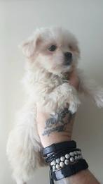 Nog 1 teefje prachtige boomer pups creme kleurig, Overige rassen, 8 tot 15 weken, CDV (hondenziekte), Meerdere