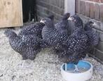 NOORD HOLLANDSE BLAUWE KIPPEN., Dieren en Toebehoren, Pluimvee, Vrouwelijk, Kip