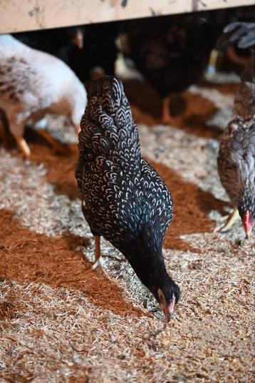 Barnevelder kriel hennen verschillende kleuren beschikbaar voor biedingen