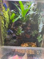 Terrarium met gifkikkers, Ophalen, Zo goed als nieuw