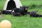 Korthaar Teckel pups, Nederland, CDV (hondenziekte), 8 tot 15 weken, Korthaar