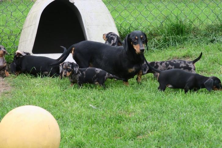 Korthaar Teckel pups, Dieren en Toebehoren, Honden | Teckels en Dashonden, Meerdere dieren, Korthaar, Dwerg, Fokker | Professioneel