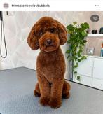 Honden trimsalon Bowie’s Bubbels
