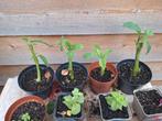 Stekken van Brugmansia, Tuin en Terras, Ophalen, Overige soorten, Volle zon