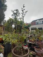 Querqus robur, Ophalen, Volle zon, Overige soorten