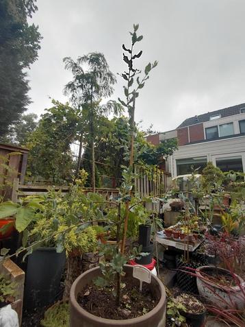 Querqus robur beschikbaar voor biedingen