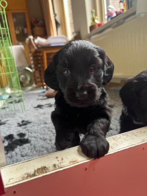 EENMALIGE NESTJE kruising Toller / kruising Cockapoo, Dieren en Toebehoren, Honden | Niet-rashonden, Middel, Reu, Particulier