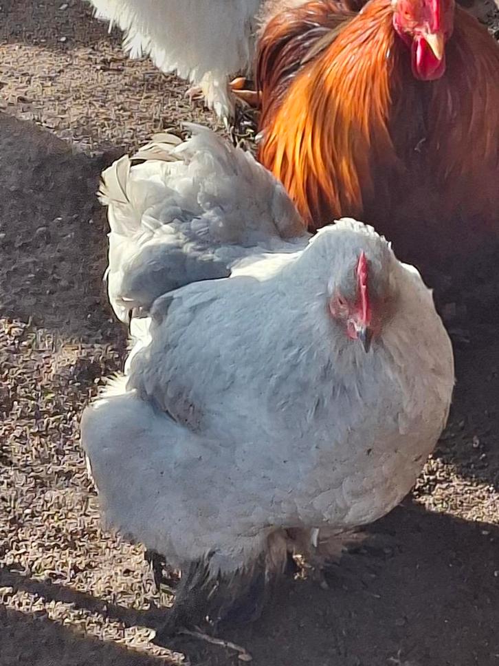 Gratis: 3 Wyandotte krielkippetjes en 2 haantjes, Dieren en Toebehoren, Pluimvee, Kip, Meerdere dieren