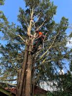 bomen rooien/kappen en snoeien, Tuin en Terras, Planten | Bomen, Ophalen, Volle zon, Overige soorten