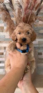 Prachtige Goldendoodle pups., Nederland, Overige rassen, CDV (hondenziekte), 8 tot 15 weken