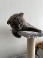 Ragdoll x Scottish Fold Meisje, Poes