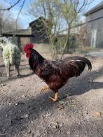 Rhode island red broedeieren, Dieren en Toebehoren, Pluimvee, Kip, Meerdere dieren