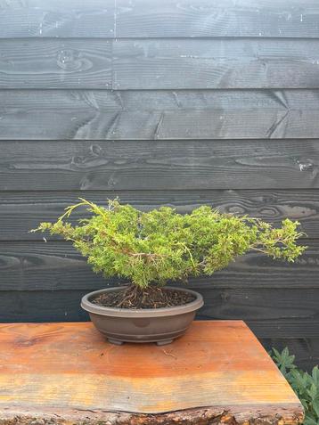 Bonsai juniperus 3 beschikbaar voor biedingen
