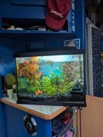 Superfish aquarium 50 met plantjes, Dieren en Toebehoren, Vissen | Aquaria en Toebehoren, Ophalen, Gebruikt, Leeg aquarium