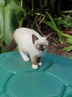 2 Britse kort haar kittens van 10 wk oud, Dieren en Toebehoren, Meerdere dieren