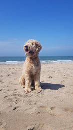 Labradoodle dekreu Medium, Eén hond, 3 tot 5 jaar, Nederland, Particulier