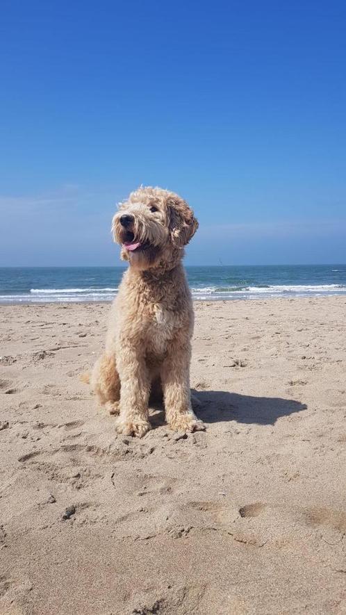Labradoodle dekreu Medium, Dieren en Toebehoren, Honden | Dekreuen, Reu, Particulier, Eén hond, Nederland, 3 tot 5 jaar, CDV (hondenziekte)