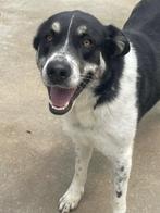 ACE: Lucy is sociaal met soortgenoten groot en klein, Particulier, Rabiës (hondsdolheid), Buitenland, Teef