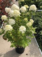 Hydrangea pan. Limelight (verbeterde pluimhortensia) pot, Ophalen, Overige soorten, Halfschaduw