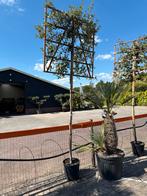 Steeneik Leischerm 310cm, quercus ilex winterhard en groen, Bloeit niet, Leiboom, Ophalen, Volle zon