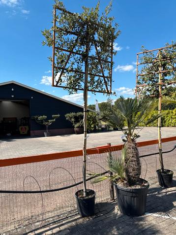 Steeneik Leischerm 310cm, quercus ilex winterhard OP=OP beschikbaar voor biedingen
