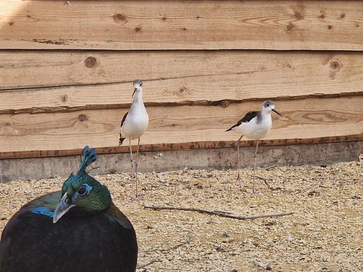 Koppel Europese steltlkuut 2025 stelt kluten, Dieren en Toebehoren, Vogels | Overige Vogels, Meerdere dieren, Geringd