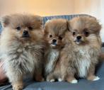 Pomeriaan Teefjes Reutje Bearface Pups, 8 tot 15 weken, Teef, Eén hond, Nederland