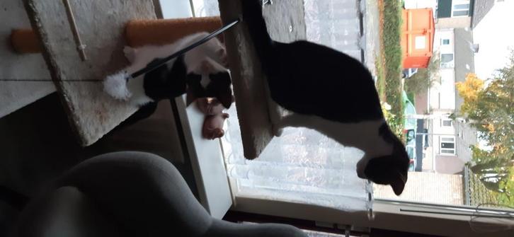 kittens, Dieren en Toebehoren, Katten en Kittens | Overige Katten, Kortharig, Meerdere dieren, 0 tot 2 jaar