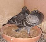 Jonge postduif/ postduiven overnacht / fond, Dieren en Toebehoren, Vogels | Duiven, Meerdere dieren, Postduif