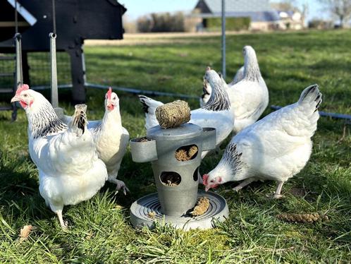 Jonge tamme sussex kippen groot soort gesekst en ingeënt, Dieren en Toebehoren, Pluimvee, Kip, Vrouwelijk