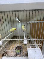 Te koop twee  stel  kanaries, Meerdere dieren