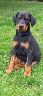 Dobermann -pups, Dieren en Toebehoren, Honden | Bulldogs, Pinschers en Molossers, België, Particulier, Rabiës (hondsdolheid), 8 tot 15 weken