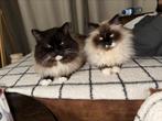 man en vrouw volbloed ragdolls, Meerdere dieren, Gechipt, 6 jaar of ouder