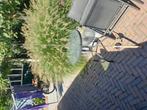 shimano hengel met molen / reel, Watersport en Boten, Ophalen, Zo goed als nieuw