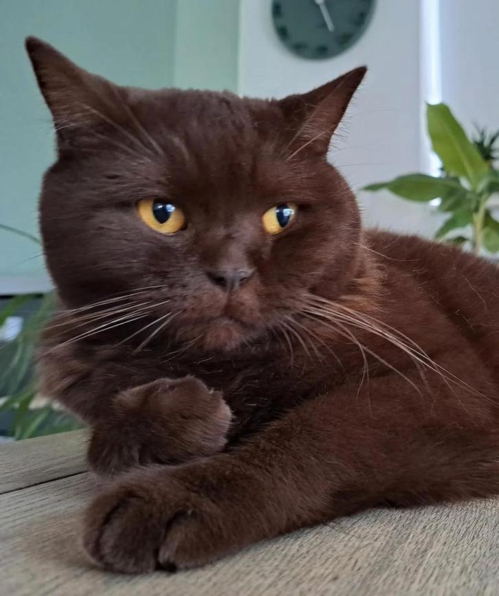 TE KOOP GEZOCHT BRITSE KORTHAAR KITTEN POESJE CINNAMON CHOCO, Dieren en Toebehoren, Katten en Kittens | Dekkaters