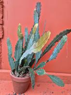 Epiphyllum  Sarah Courant Steen p21