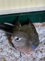 Bourkes parkiet, Geslacht onbekend, Parkiet, Tam