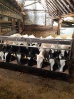 tekoop 7 blauwe vaarskalveren van half september, Dieren en Toebehoren, Runderen, Mannelijk