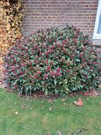 Grote Skimmia, Ophalen, Overige soorten, Struik, 100 tot 250 cm