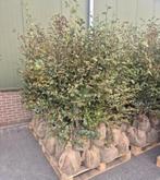 2 pallets groene beuken incl kluit, Ophalen of Verzenden, Bloeit niet, Volle zon