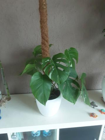 Mooie bonte monstera deliciosa 'variëgata' moerplant beschikbaar voor biedingen