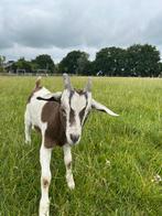 Jonge bonte bok. Toggenburger kruising, Dieren en Toebehoren, Schapen, Geiten en Varkens, Mannelijk, Geit