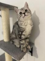LAATSTE Britse korthaar silver tabby kitten beschikbaar, Meerdere dieren, Ontwormd, 0 tot 2 jaar
