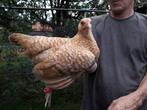 Krielkippen, Dieren en Toebehoren, Pluimvee, Vrouwelijk, Kip