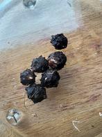 alocasia macrorrhiza splash variegata knollen, Huis en Inrichting, Kamerplanten, Ophalen of Verzenden, Halfschaduw, Minder dan 100 cm