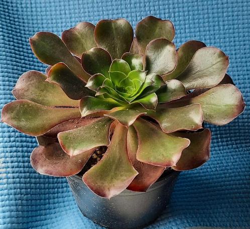 Aeonium Cyclops, Huis en Inrichting, Kamerplanten, Vetplant, Minder dan 100 cm, Bloeiende kamerplant, Volle zon, Ophalen of Verzenden