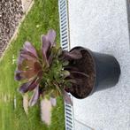 Aeonium arboreum plant, Ophalen of Verzenden, Overige soorten, Volle zon