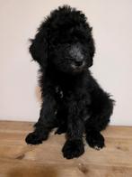 Koningspoedel pups nog 2 reutjes en 2 teefjes beschikbaar, Overige rassen, 8 tot 15 weken, Meerdere, Meerdere dieren